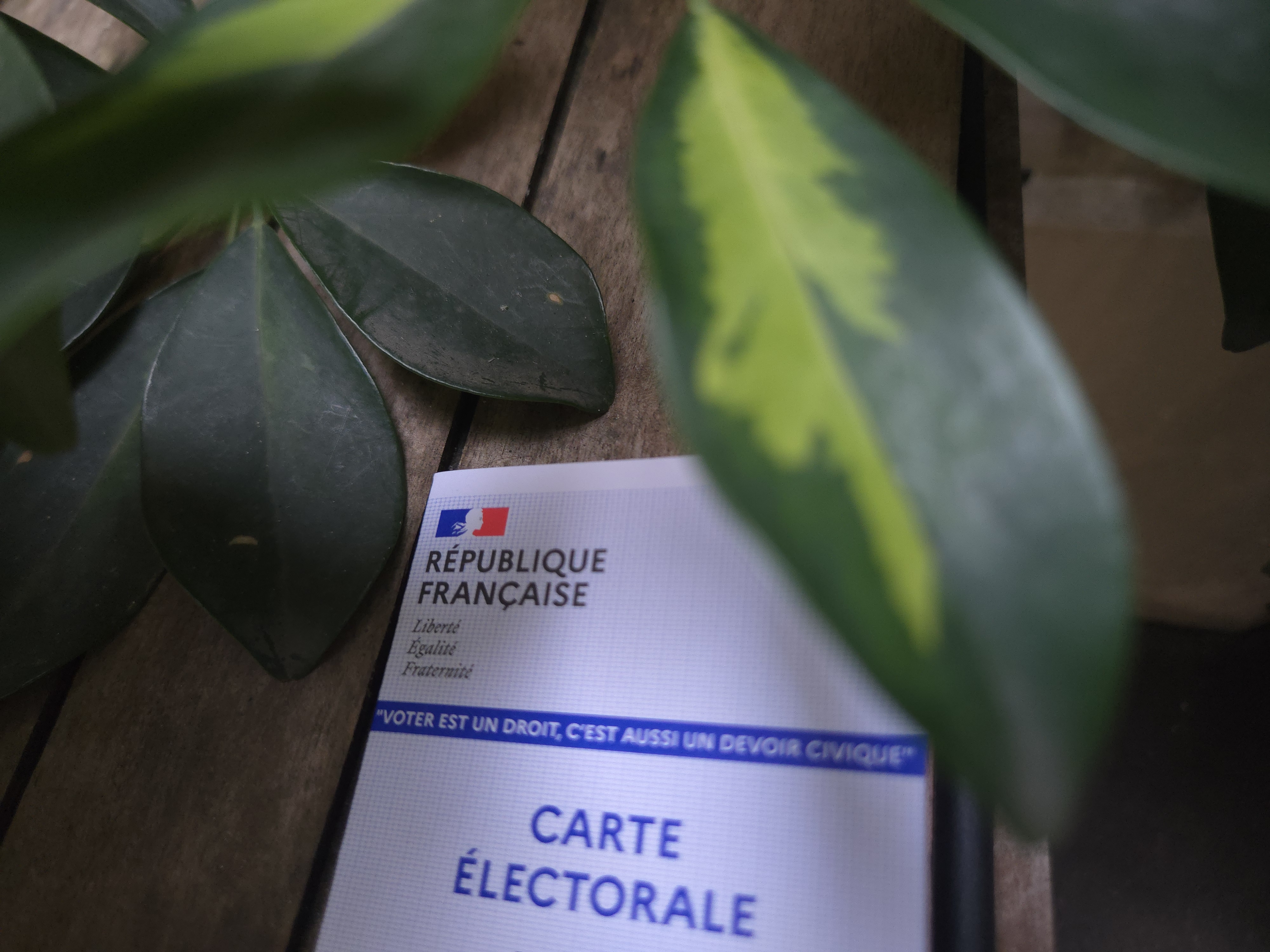 une carte électorale sous des plantes